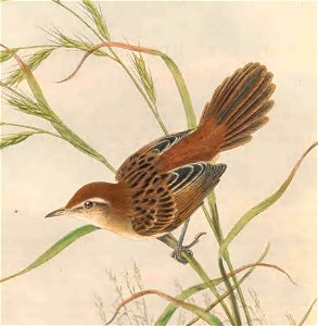 Megalurus albolimbatus in The birds of New Guinea and the adjacent Papuan islands, including many new species recently discovered in Australia. v.3 (Plate 12).