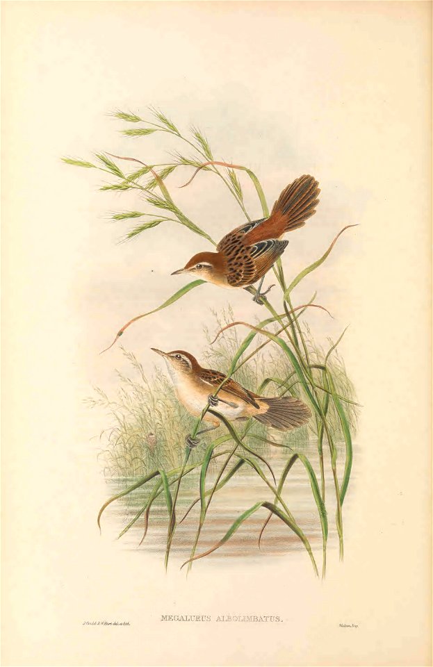 Megalurus albolimbatus in The birds of New Guinea and the adjacent Papuan islands, including many new species recently discovered in Australia. v.3 (Plate 12).