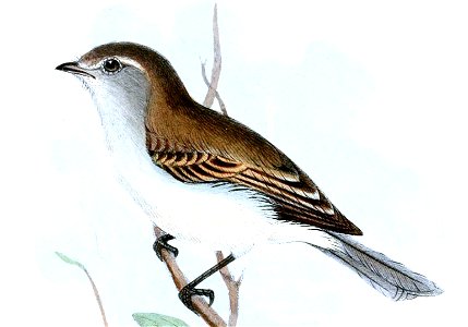 Northern Mouse-colored Tyrannulet