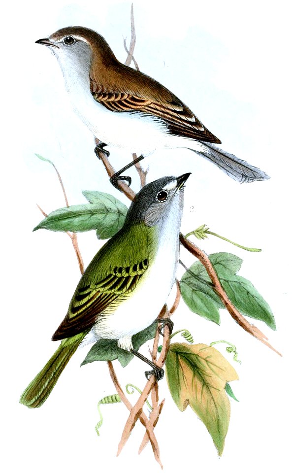Northern Mouse-colored Tyrannulet (above), Grey-capped Tyrannulet (below)