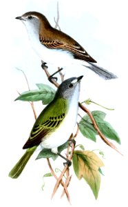 Northern Mouse-colored Tyrannulet (above), Grey-capped Tyrannulet (below)