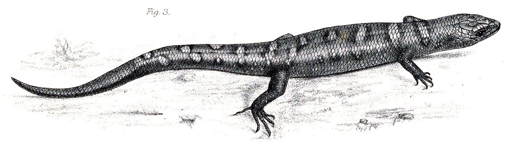 Tropidophorus berdmorei = Tropidophorus berdmorei