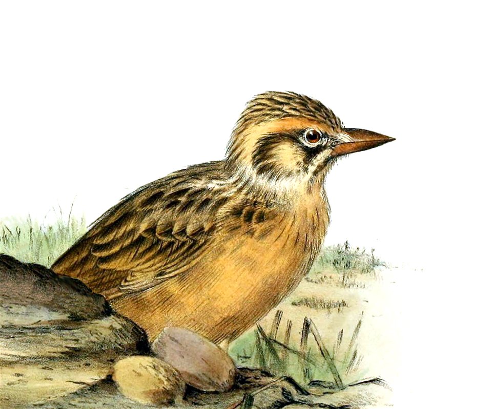 THE BIRDS OF AFRICA, PL. XXII, cropped

Calandrella sclateri = Spizocorys sclateri