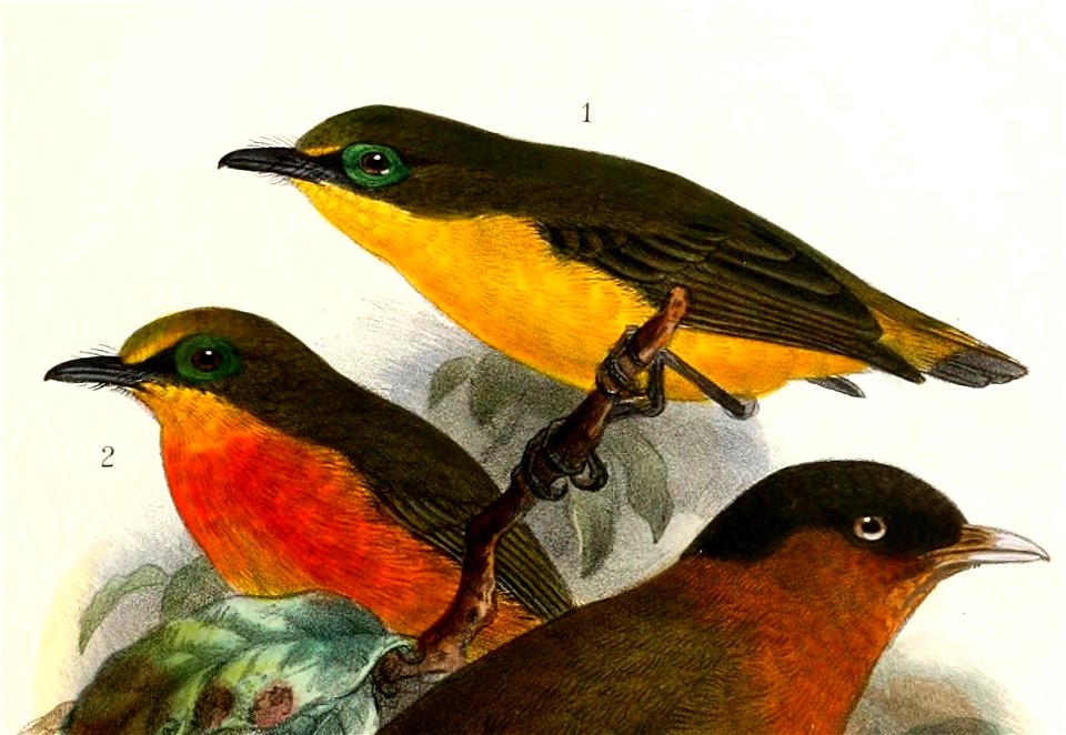 English:  « Diaphorophyia graueri » = Platysteira concreta graueri (Subspecies of Rufous-bellied Wattle-eye) - male and femaleFrançais :  « Diaphorophyia grauer