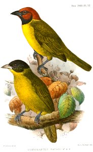 Othyphantes batesi = Ploceus batesi
