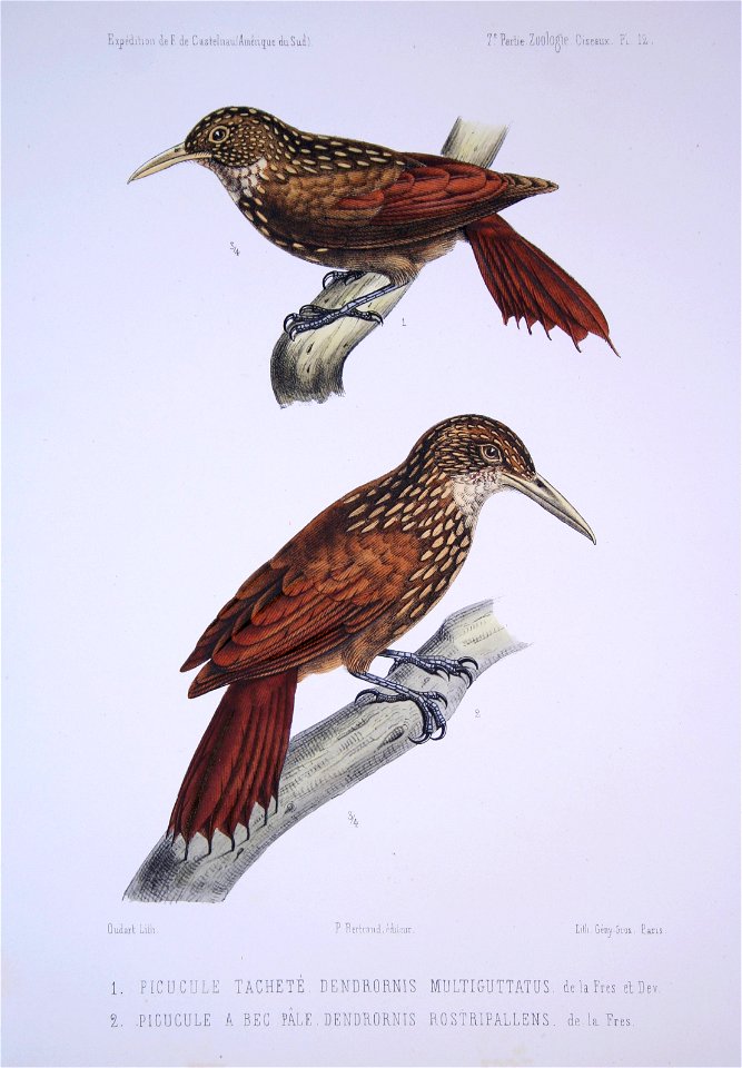 Striped Woodcreeper (above) - Lafresnaye’s Woodcreeper (below)