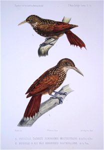 Striped Woodcreeper (above) - Lafresnaye’s Woodcreeper (below)