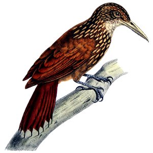 Dendrornis rostripallens de la Fres = Xiphorhynchus guttatus (Lichtenstein, 1820)