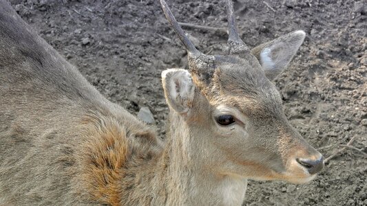 Dama dama head of fallow deer short antlers