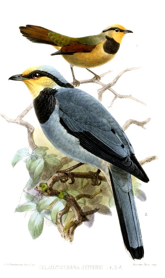 Chlamydochaera jefferyi
