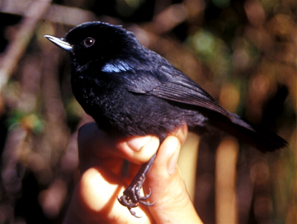 Glossy Flower-piercer (Diglossa lafresnayii) in Ecuador