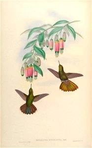 Metallura aeneicauda= Metallura aeneocauda [1]