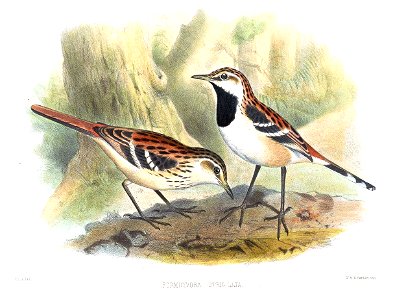 Formicivora strigilata = Myrmorchilus strigilatus