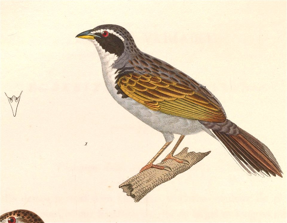 English:  « Emberizoides melanotis » = Coryphaspiza melanotis (Black-masked Finch) - maleFrançais :  « Emberizoides melanotis » = Coryphaspiza melanotis (C