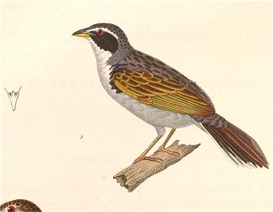 English:  « Emberizoides melanotis » = Coryphaspiza melanotis (Black-masked Finch) - maleFrançais :  « Emberizoides melanotis » = Coryphaspiza melanotis (C