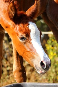 Suckling arabian thoroughbred animal