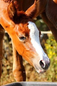 Suckling arabian thoroughbred animal photo