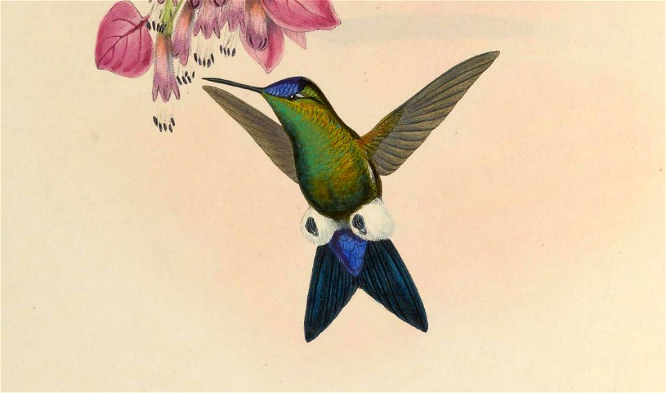 Eriocnemis dorbignyi =  Eriocnemis glaucopoides [1]