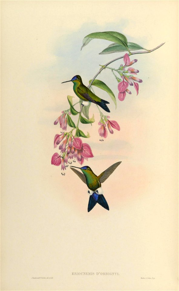 Eriocnemis dorbignyi =  Eriocnemis glaucopoides [1]