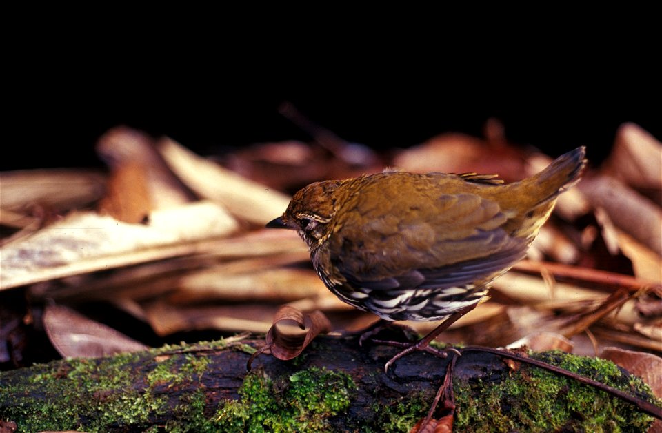 Striated Antthrush (Chamaeza nobilis) in Ecuador