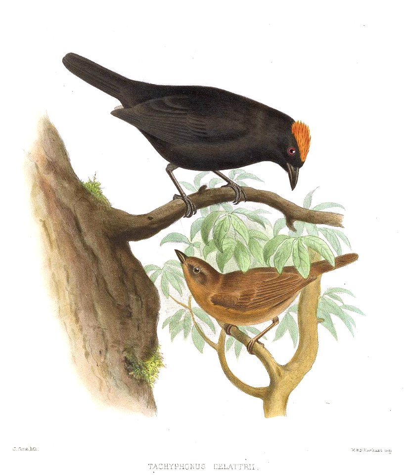 Tachyphonus delattrii