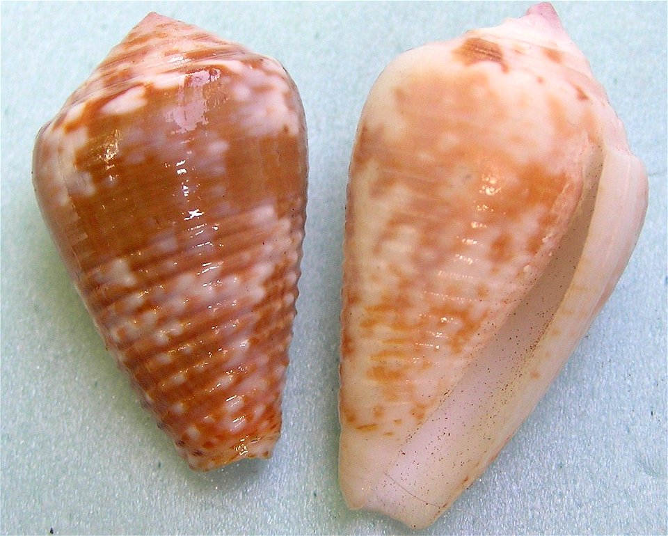Conus catus Hwass in Bruguière, 1792
