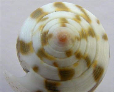 Conus catus Hwass in Bruguière, 1792 (synonym: Conus nigropunctatus Sowerby, 1857); the Philippines.