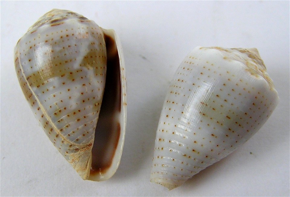 Conus coronatus Gmelin, 1791 (syn.: Miliariconus coronatus (Gmelin, J.F., 1791); Japan