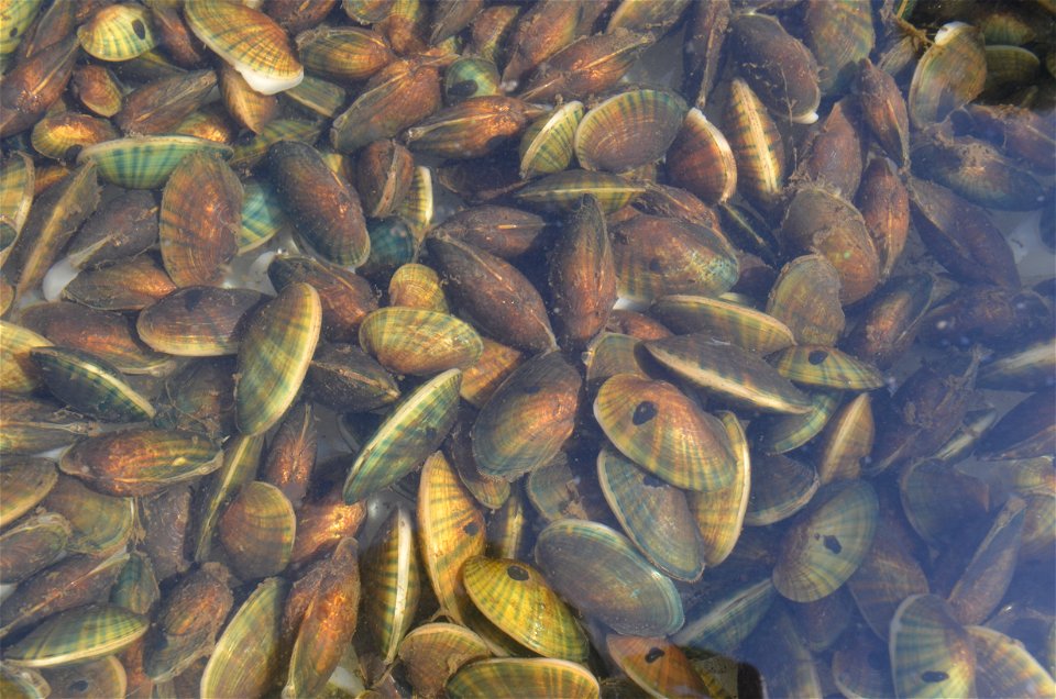These Fatmuckets (Lapmsilis siliquoidea), were scrubbed to remove zebra mussels and debris, marked with a black dot as part of the Service's mussel research.