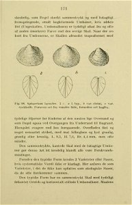 Danmarks Fauna  Sphaerium lacustre synonym for Musculium lacustre