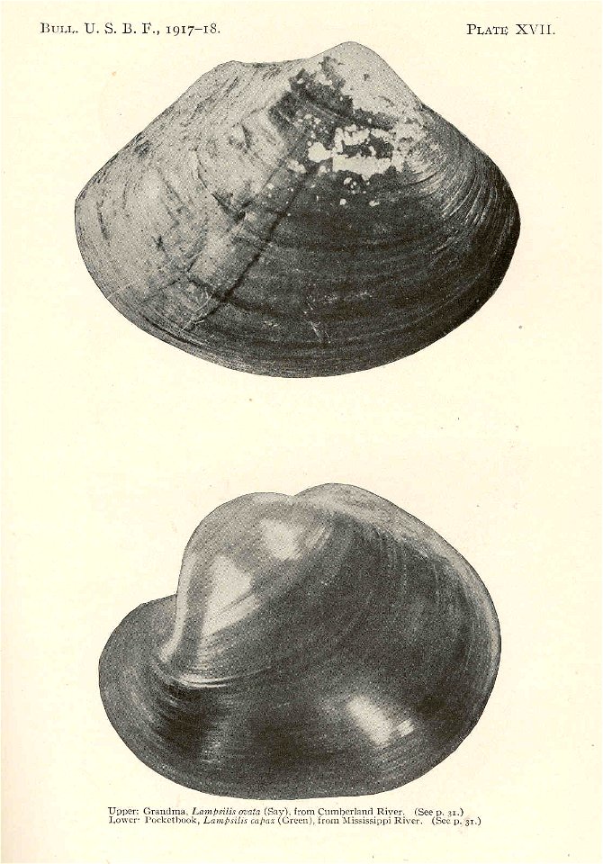 Upper: Grandma, Lampsilis ovata, from Cumberland River, Lower: Pocketbook, Potamilus capax syn. Lampsilis capax from Mississippi River

 Grandma, Lampsilis ovata (Say), from Cumberland River, upper; P