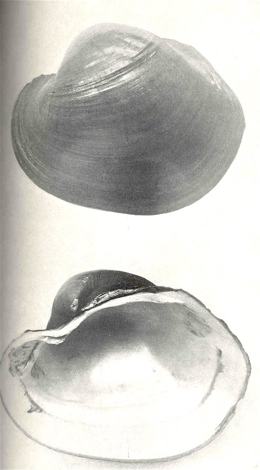 Potamilus capax syn. Lampsilis capax

 Pocketbook Clam (Lampsilis copax)
Subject: Freshwater mussels, Lampsilis
Tag: Shellfish