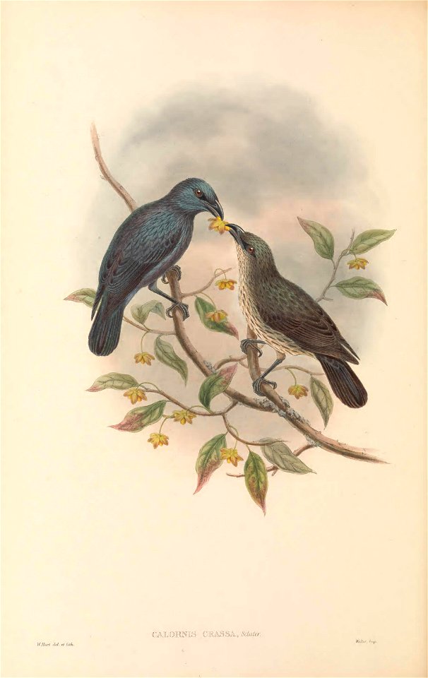 Calornis crassa = Aplonis crassa in The birds of New Guinea and the adjacent Papuan islands, including many new species recently discovered in Australia. v.4. (Plate 15)