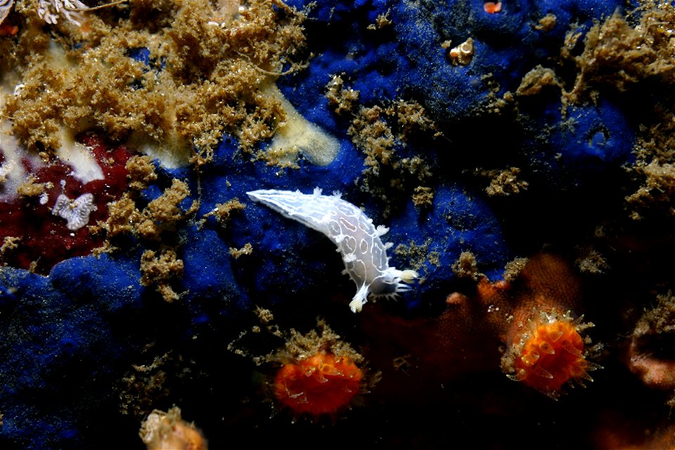 Tritonia festiva sobre esponja cobalto Hymenamphiastra cyanocrypta, debajo dos pólipos del coral Balanophyllia elegans, en Carmel, California