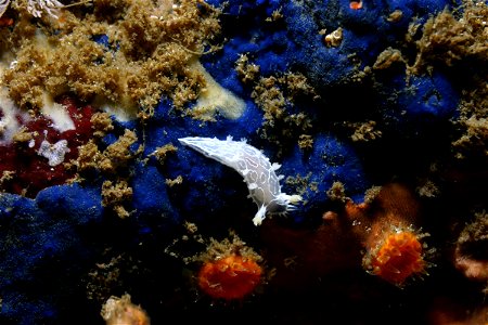 Tritonia festiva sobre esponja cobalto Hymenamphiastra cyanocrypta, debajo dos pólipos del coral Balanophyllia elegans, en Carmel, California