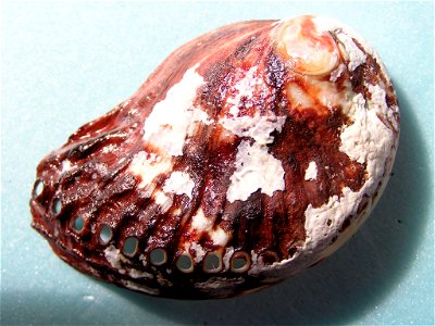 Haliotis spadicea Donovan, 1808; family Haliotidae; South Africa