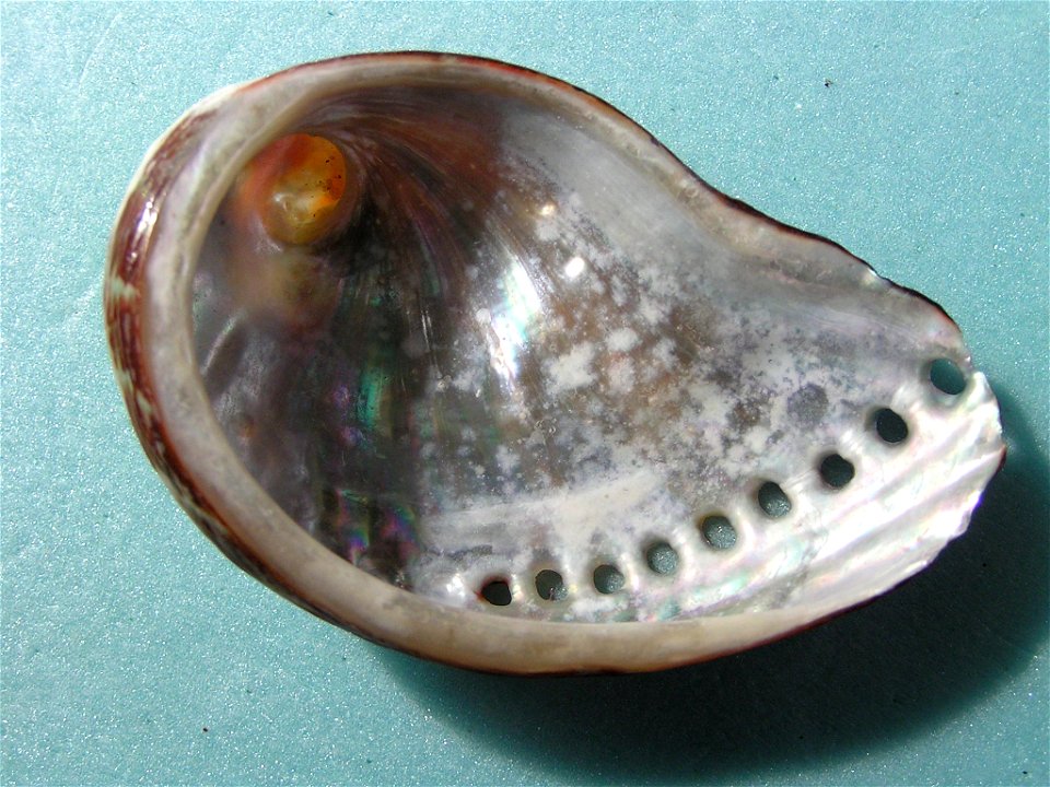 Haliotis spadicea Donovan, 1808; family Haliotidae; South Africa