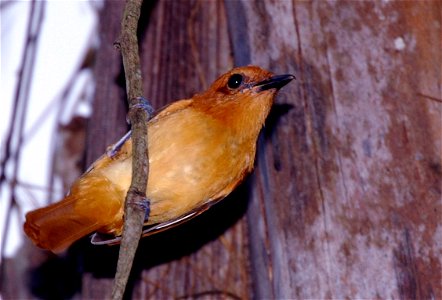 Cinnamon Attila (Attila cinnamomeus). This bird is native to northeastern South America (Guyana, French Guiana, Suriname, Brazil), and can often be seen in tree stands near water in the coastal and sa