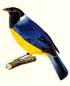 English:  « Tanagra montana » = Buthraupis montana (Hooded Mountain Tanager)Français :  « Tanagra montana » = Buthraupis montana (Tangara montagnard)