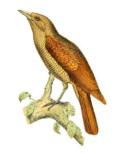 Artamia bernieri = Oriolia bernieri (Bernier's Vanga), imperfect plumage