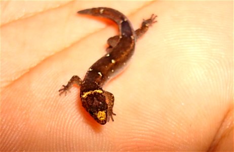 Foto frontal do Lagartinho-de-Folhiço Coleodactylus natalensis.