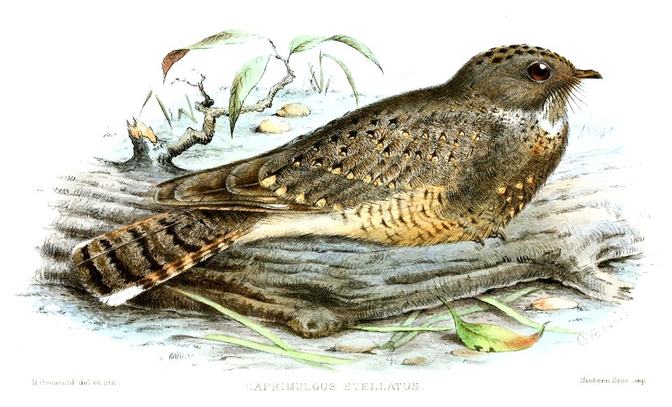 Caprimulgus stellatus