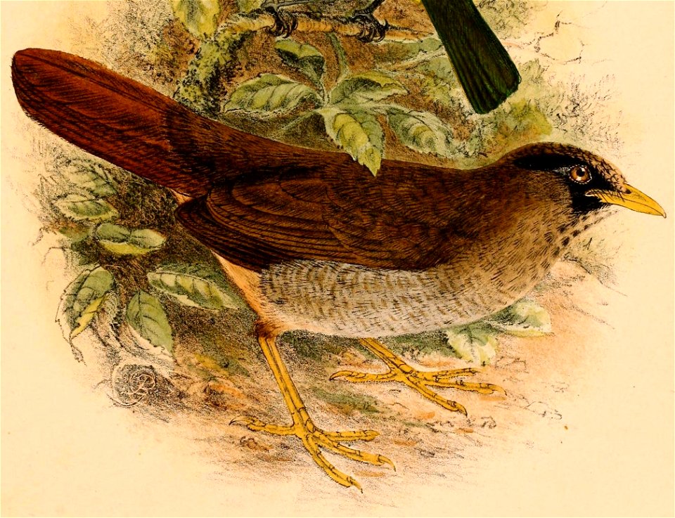 English:  « Cataponera turdoides » = Cataponera turdoides (Sulawesi Thrush)Français :  « Cataponera turdoides » = Cataponera turdoides (Grive cataponère)