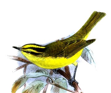 Cryptolopha ricketti=Phylloscopus ricketti