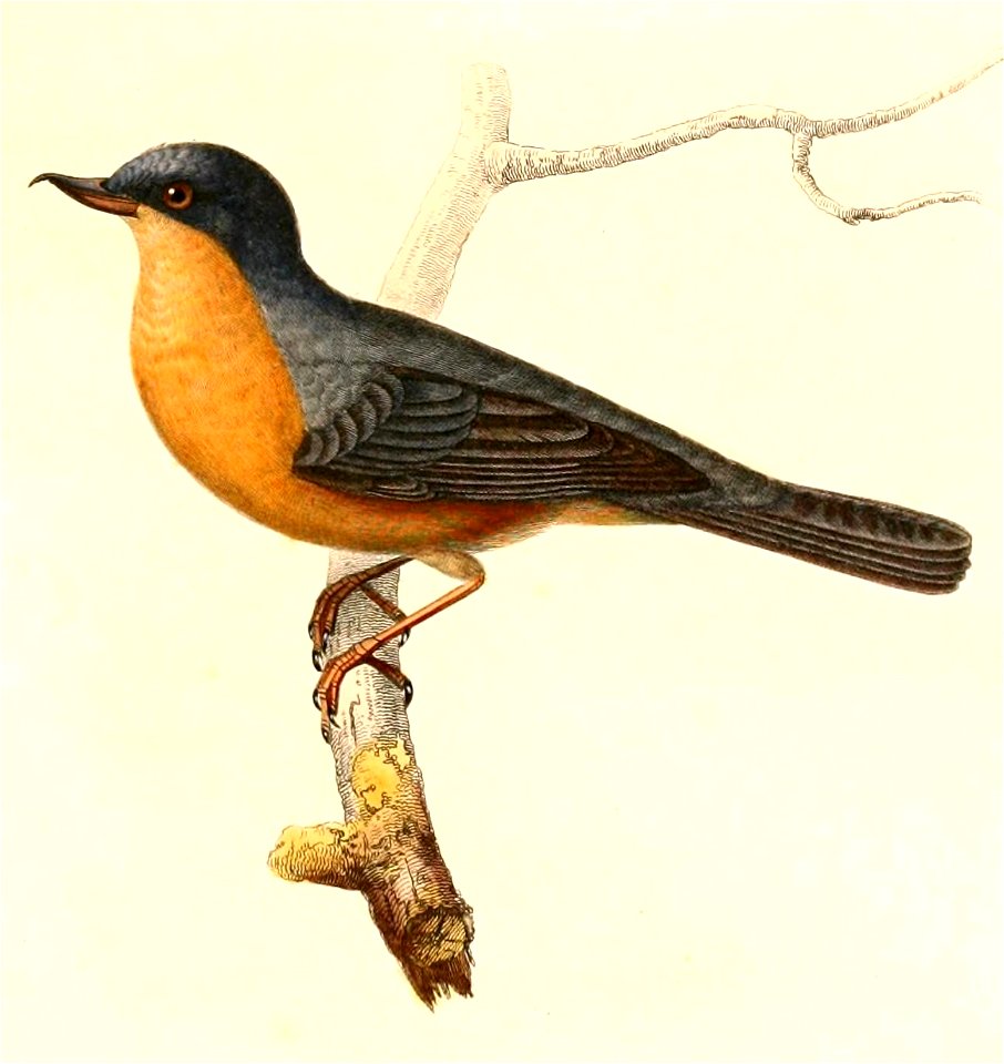 English:  « Serrirostrum sittoides » = Diglossa sittoides (Rusty Flowerpiercer)Français :  « Serrirostrum sittoides » = Diglossa sittoides (Percefleur roui
