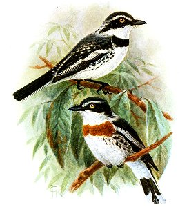 Batis minor nyansae
