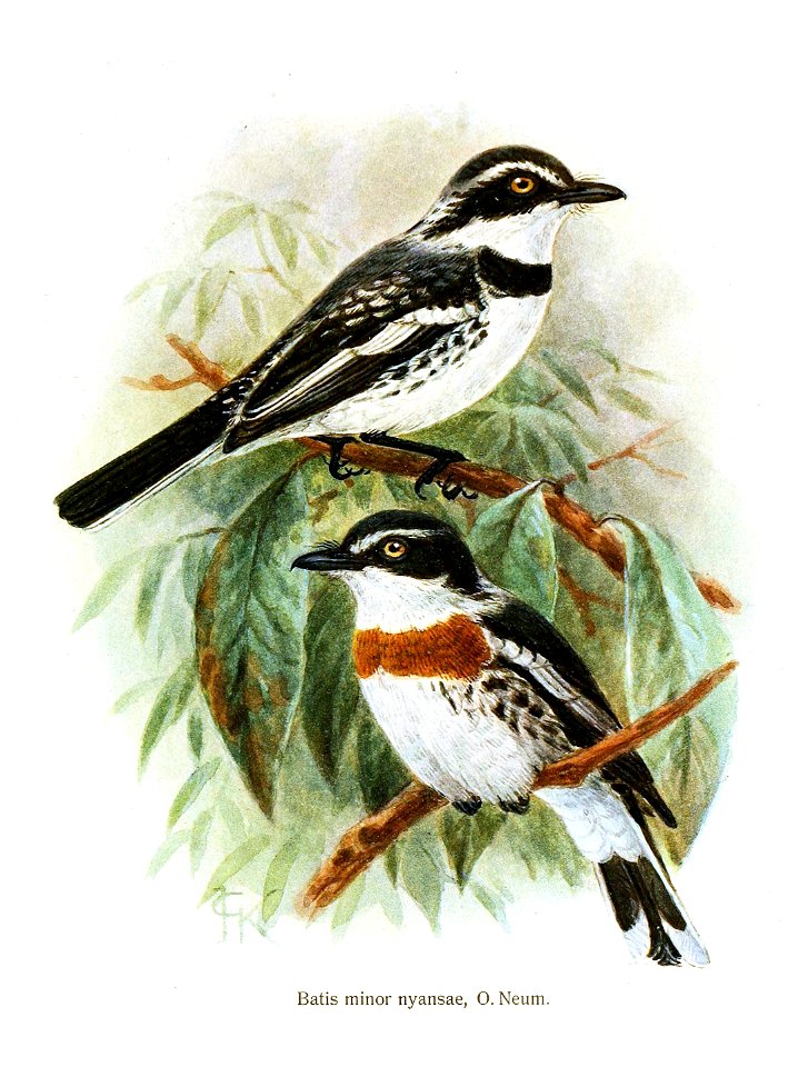 Batis minor nyansae