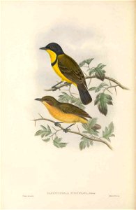 Pachycephala macrorhyncha fuscoflava in The birds of New Guinea and the adjacent Papuan islands, including many new species recently discovered in Australia. v.3 (Plate 18).