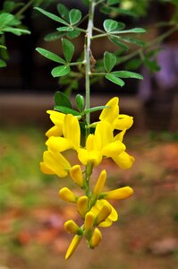 Flowers yellow flowers wildflowers
