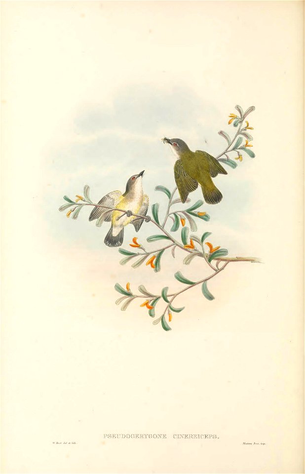 Pseudogerygone cinereiceps = Gerygone chloronota cinereiceps - The birds of New Guinea and the adjacent Papuan islands : including many new species recently discovered in Australia. v.2 (Plate 14